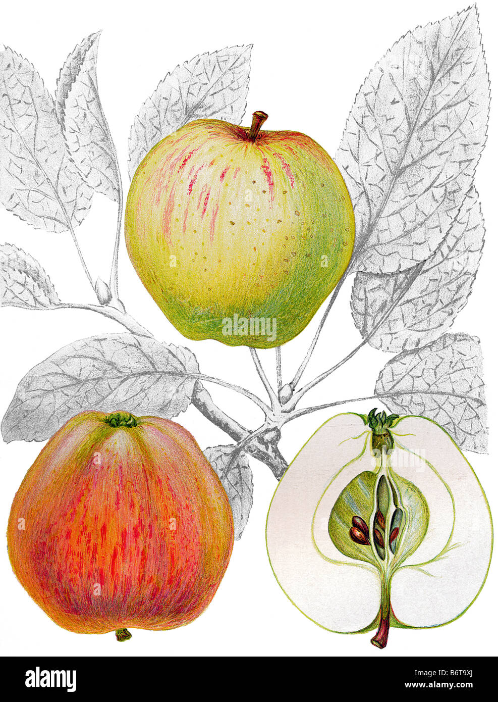 Illustration de la "apple" parreholmsäpple Banque D'Images