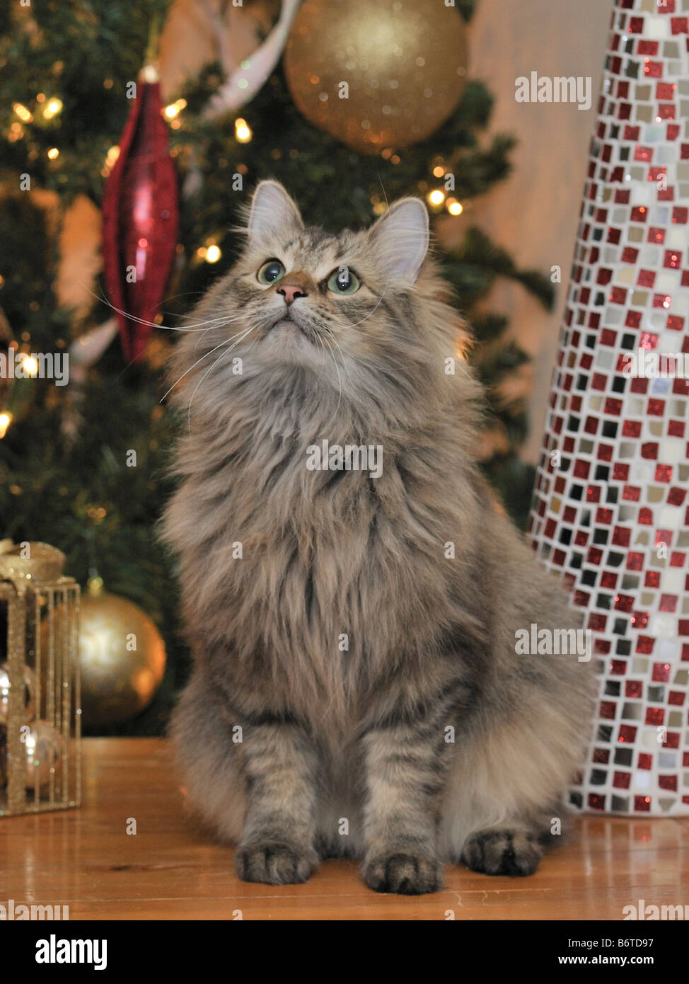 Chat de Noël Banque D'Images