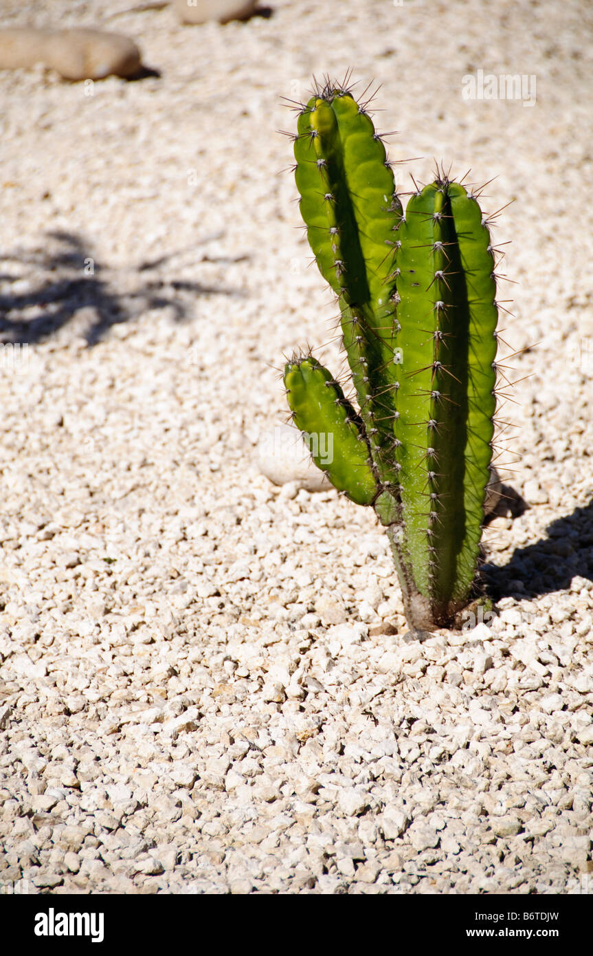 Cactus in Resort Garden Playa Mujeres Mexique // PLAYA MUJERES, Mexique — Un cactus pousse dans un lit de jardin de gravier aménagé dans cette destination de villégiature située sur la côte caribéenne au nord de Cancún. Playa Mujeres est situé à la pointe nord-est de la péninsule de Yucatán, dans l'état de Quintana Roo. La région est connue pour ses complexes hôteliers de luxe et la proximité des plages des Caraïbes et des cenotes. La destination de la station se trouve à environ 20 kilomètres au nord de la zone hôtelière de Cancún. Playa Mujeres s'est développée comme une enclave touristique haut de gamme depuis le début des années 2000, avec des terrains de golf, des marinas, un Banque D'Images