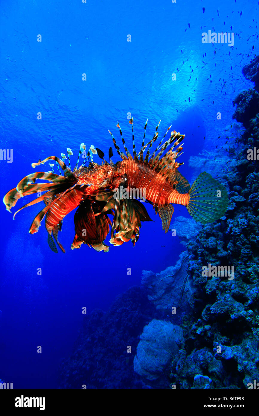 Poisson-papillon de lutte Banque D'Images