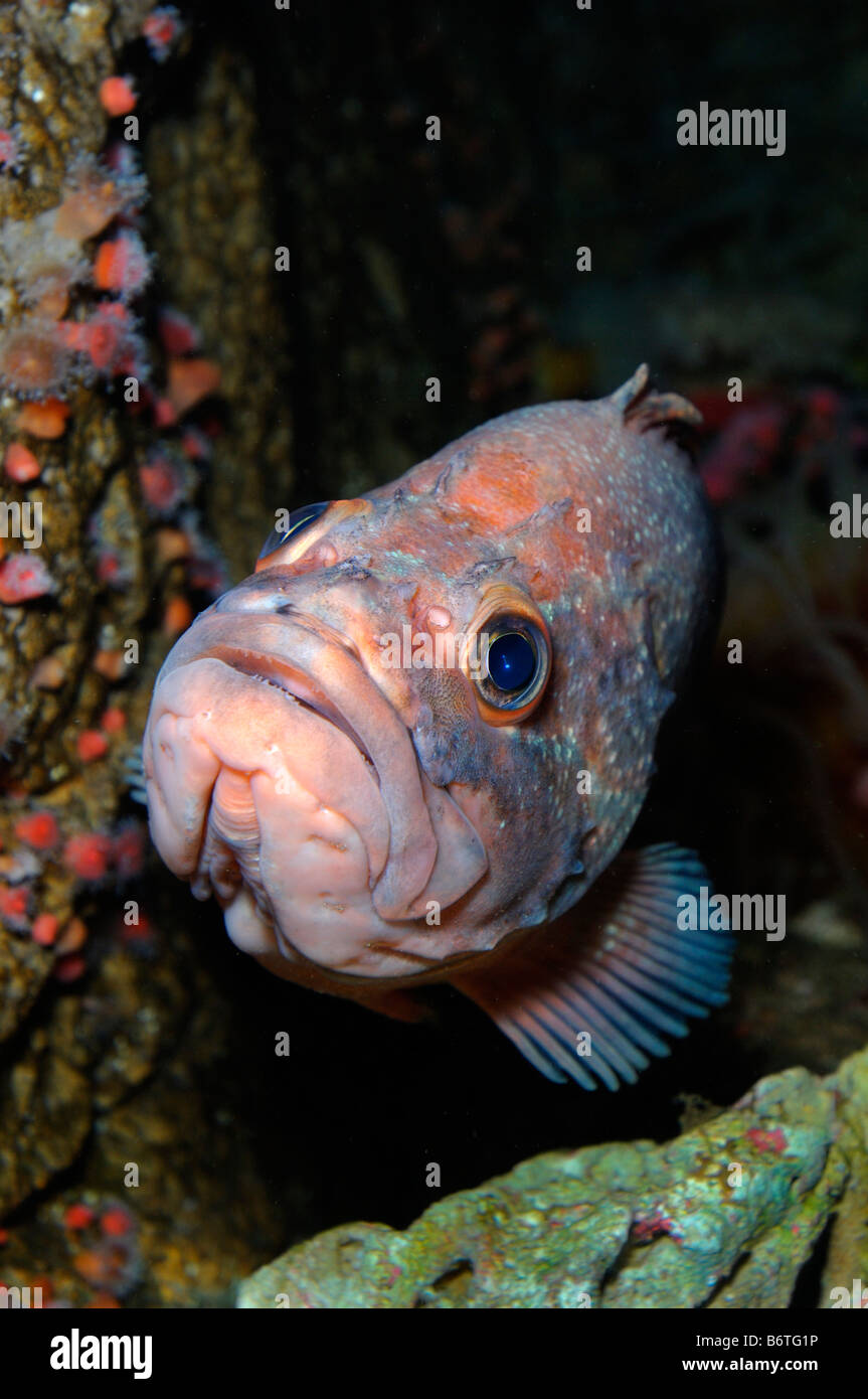 Sebastes étoilé captif constellatus Banque D'Images