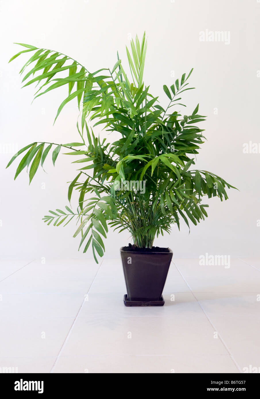 Palmier Parlour Chamaedorea elegans ( ) une plante dans un pot Banque D'Images