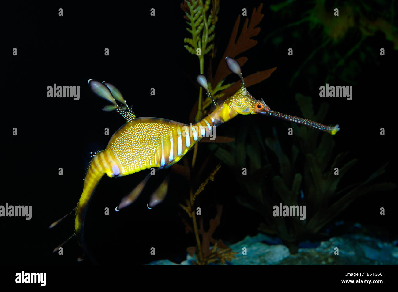 Sea Dragon de mauvaises herbes en captivité : Phyllopteryx taeniolatus Banque D'Images
