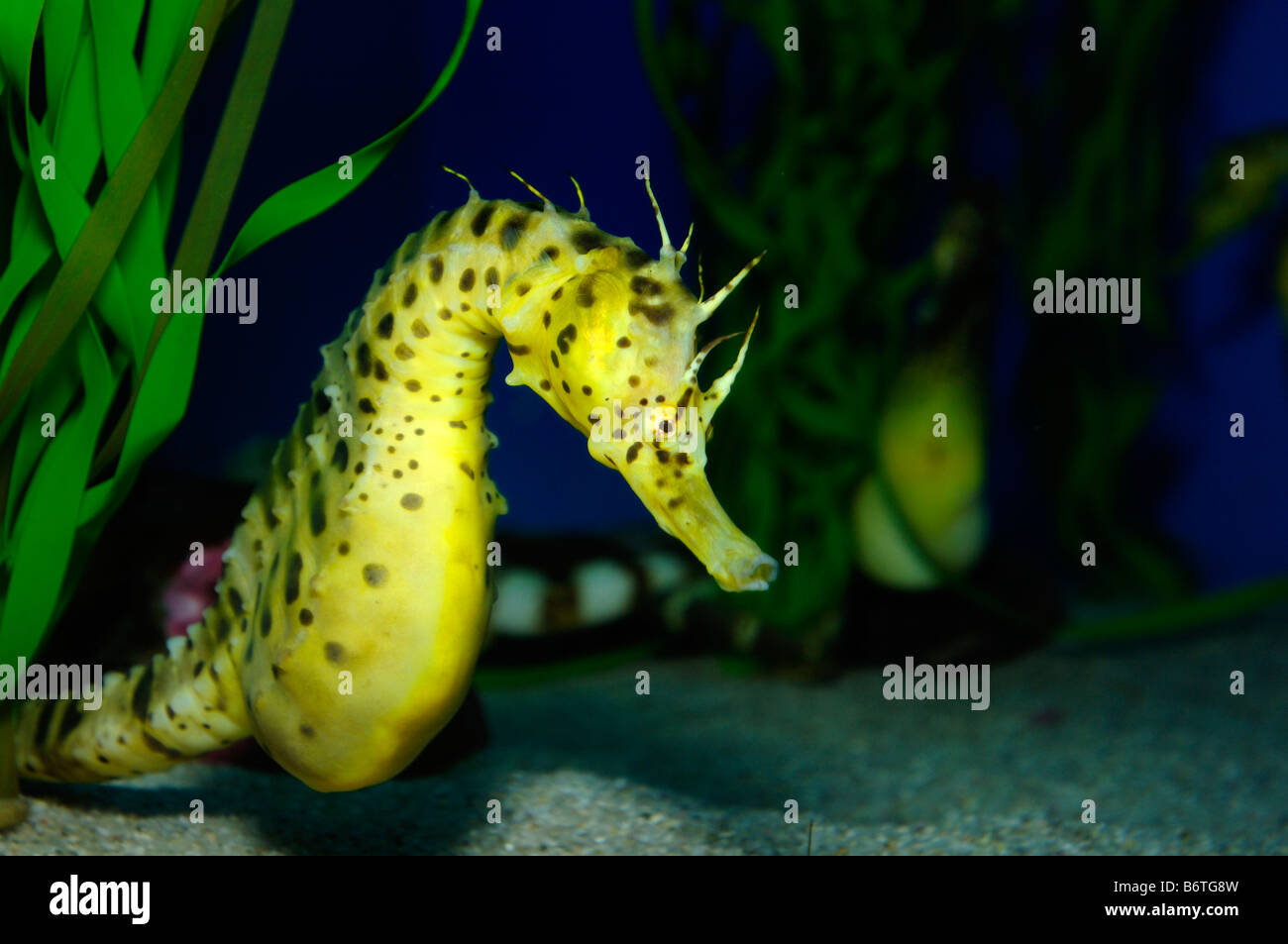 Pot bellied seahorse hippocampe abdominalis prisonnier Banque D'Images