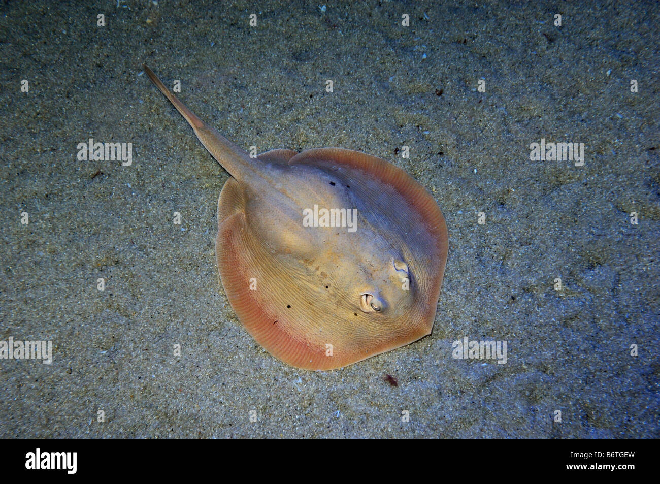 Urobatis stingray ronde captive halleri Banque D'Images
