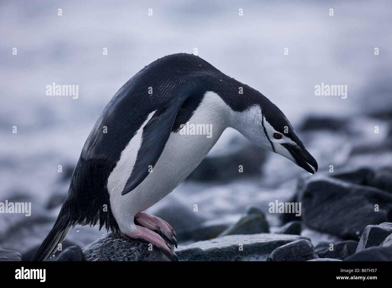 Manchot à jugulaire Pygoscelis antarctica sortant de la mer sur l'île de la demi-lune Îles Shetland du Sud Antarctique Banque D'Images