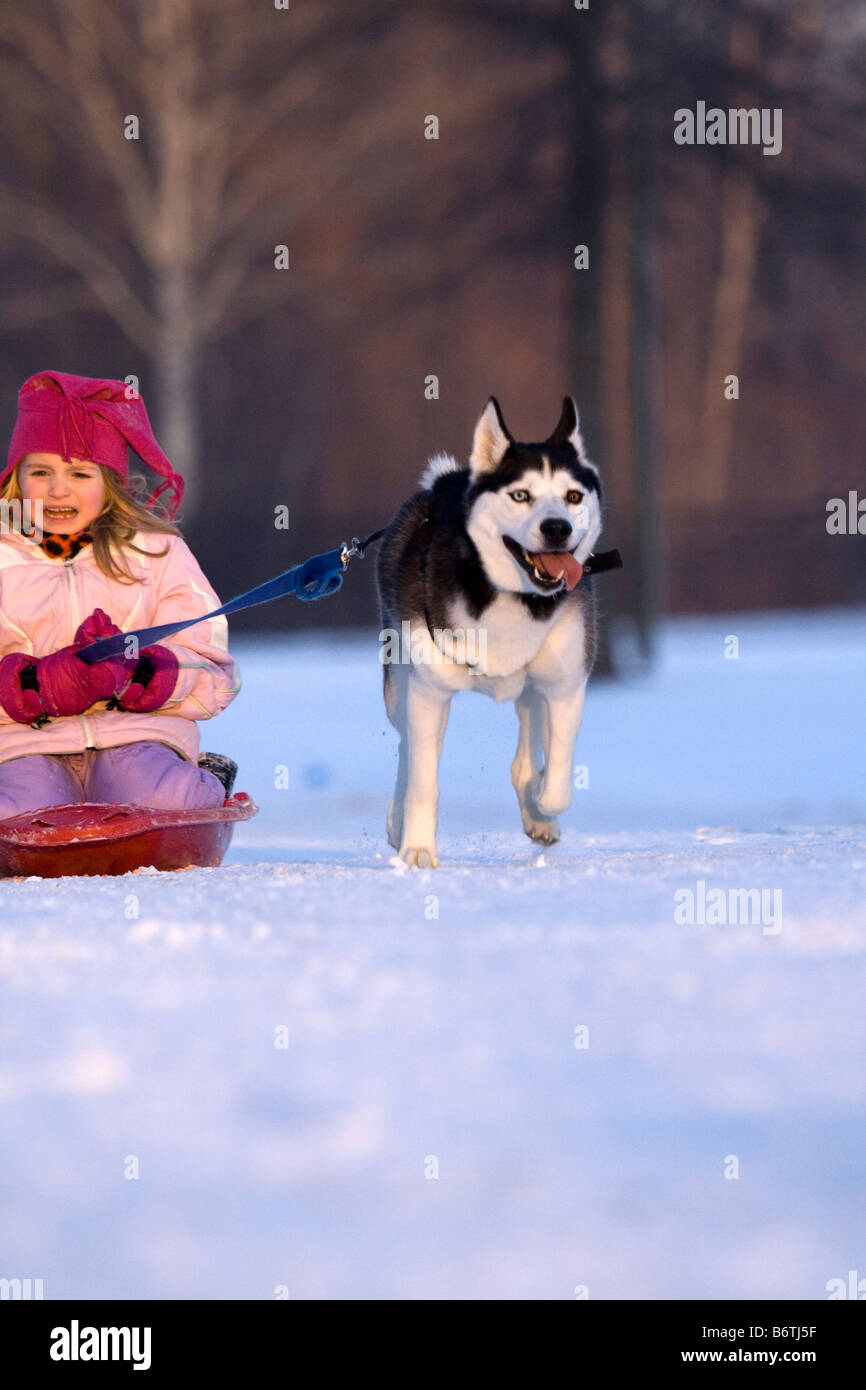 Husky de Sibérie jeune fille tirant sur un traîneau au moyen d'un champ neigeux Banque D'Images