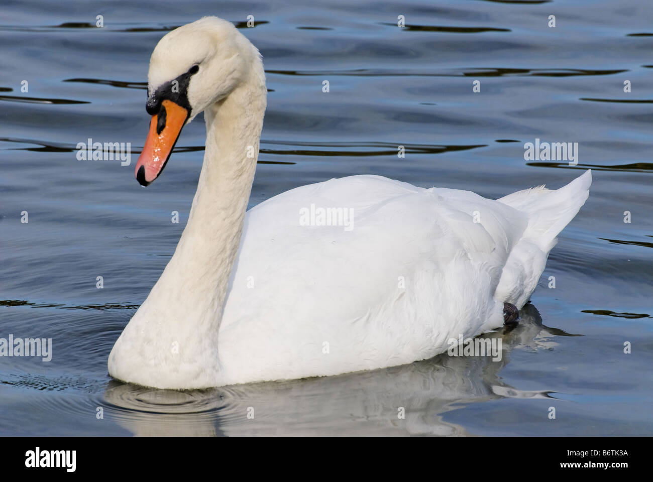 White Swan Cygnus Banque D'Images