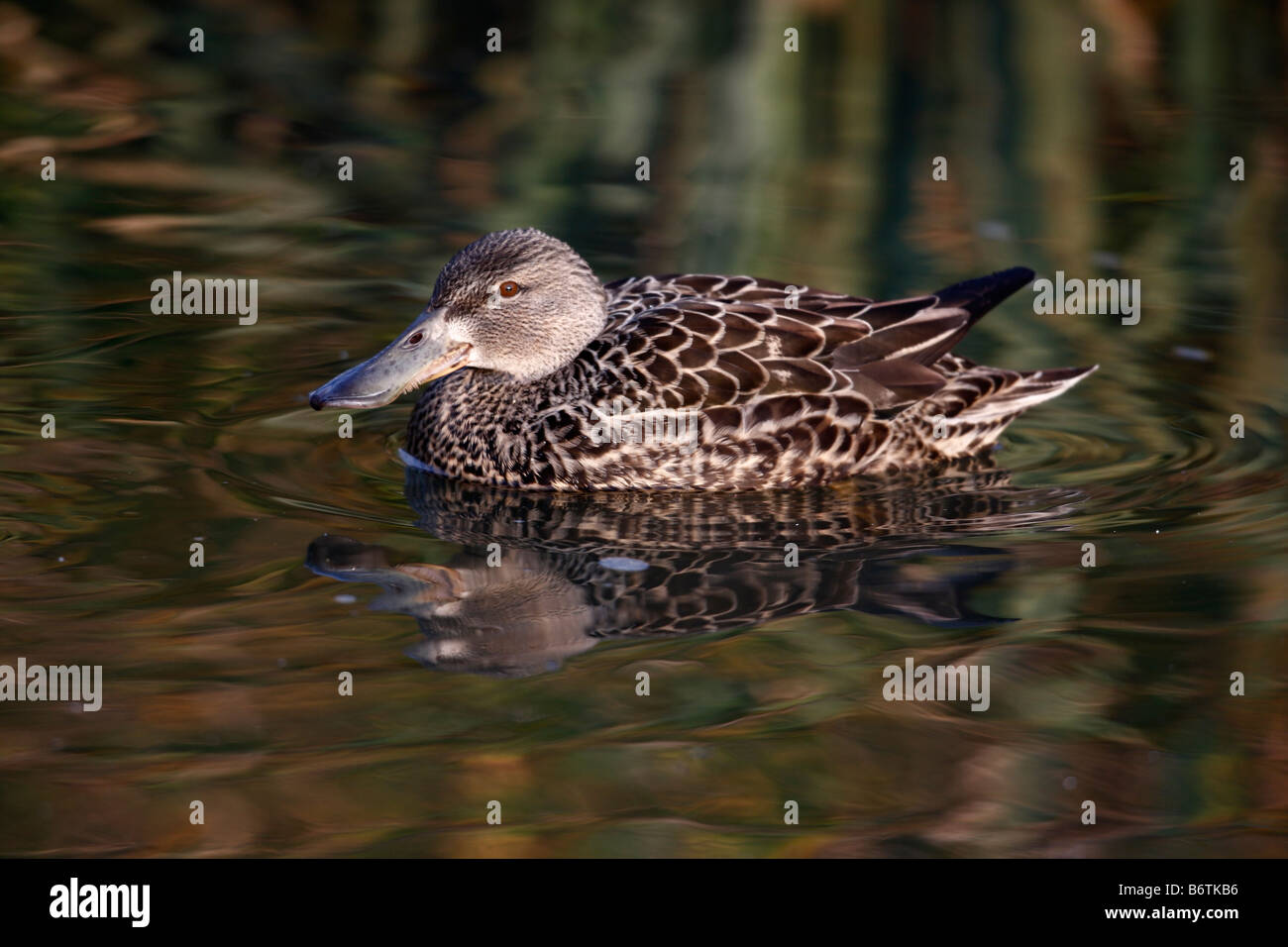 Canard souchet Anas rhynchotis Nouvelle-zélande variegata femelle sur l'eau originaire de Nouvelle-Zélande Banque D'Images