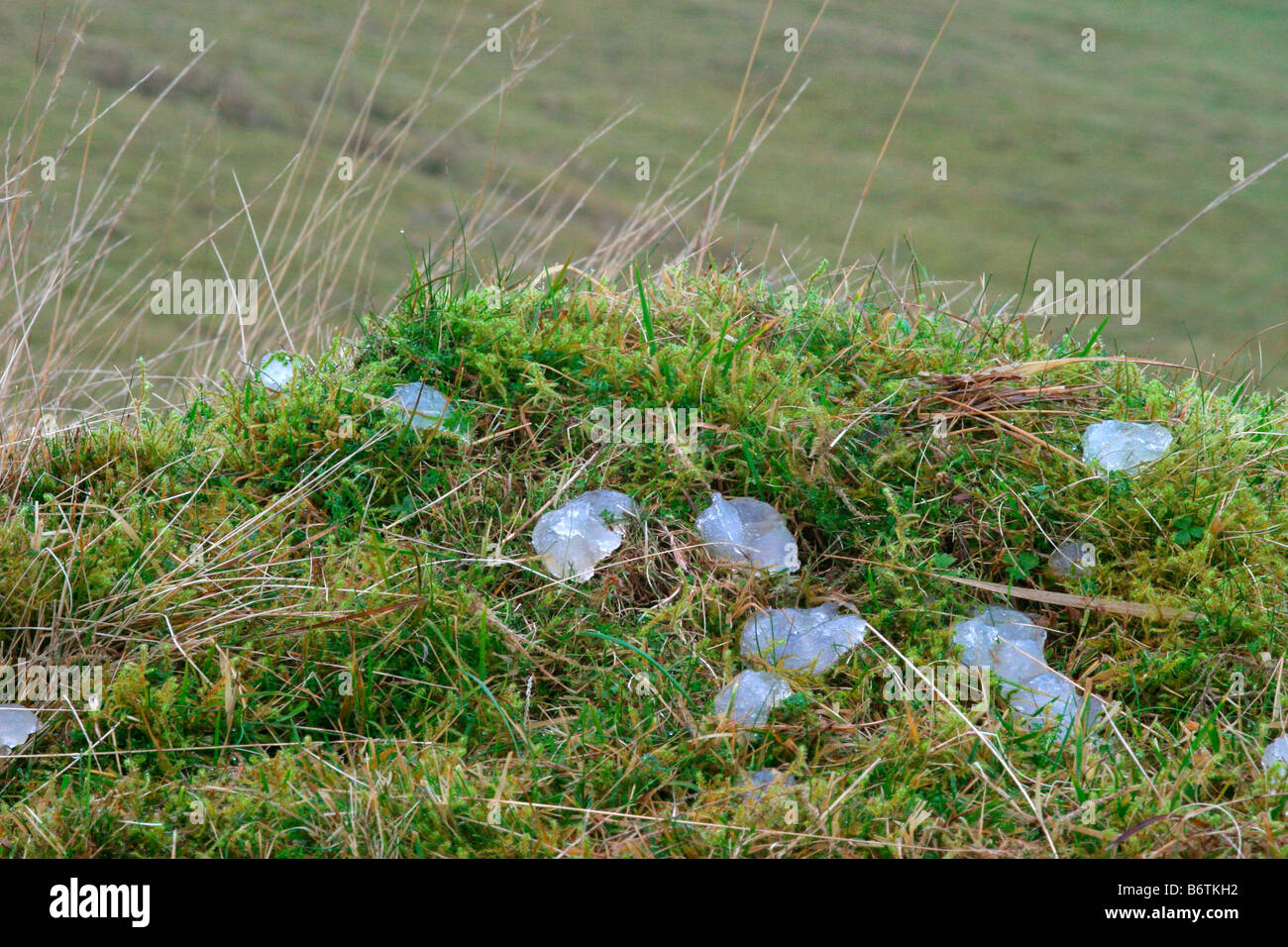 Jelly non identifiés apparaissant sur les prairies et les pentes en Ecosse Banque D'Images