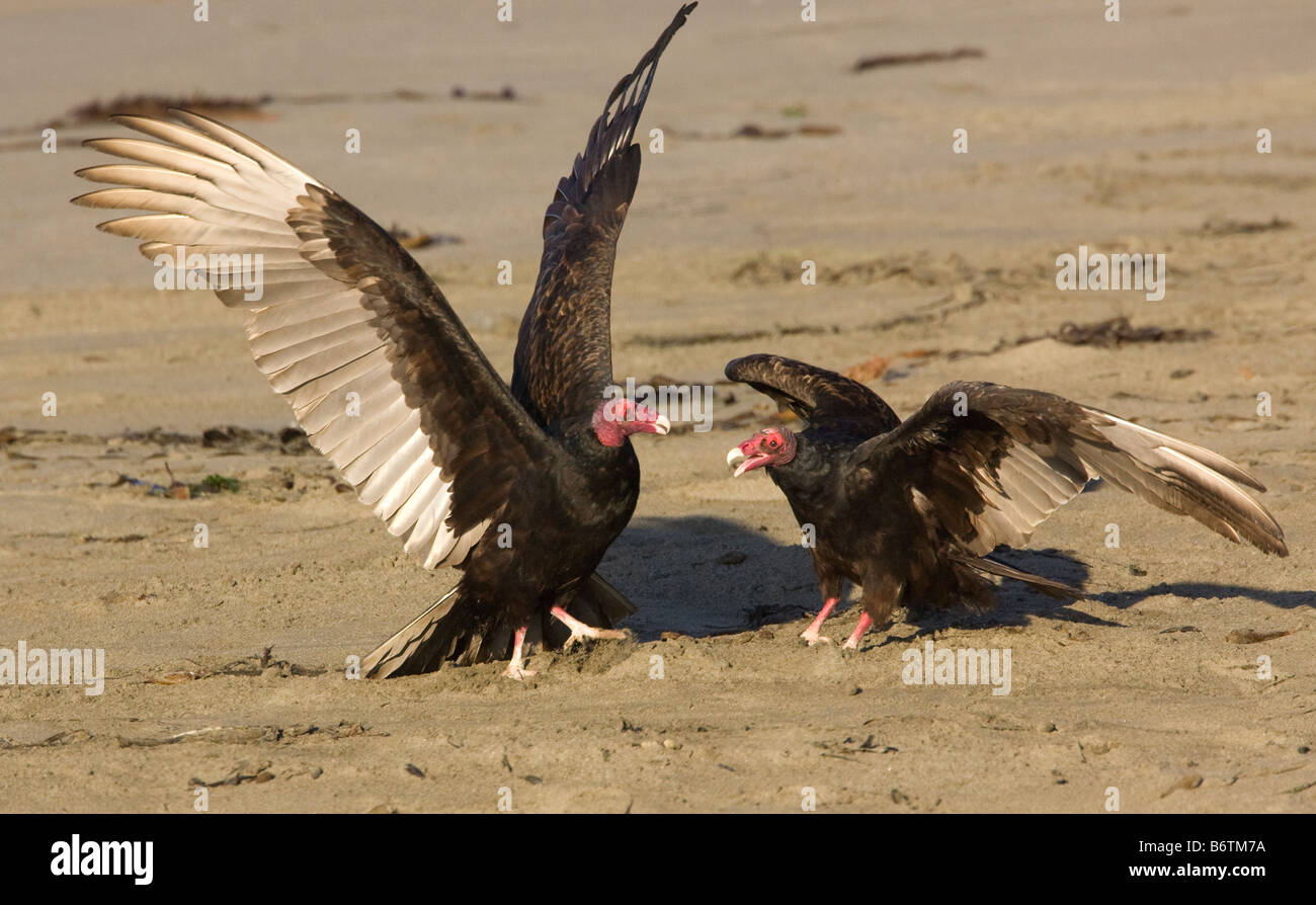 Deux vautours dindes qui combattent au sol Banque D'Images