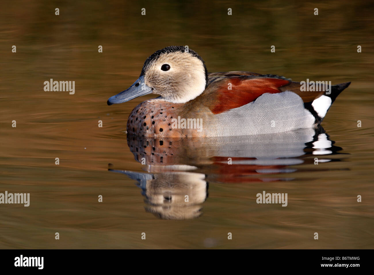Ringed teal sarcelle à collier anneau ou Callonetta leucophrys homme originaire de l'Amérique du Sud Banque D'Images