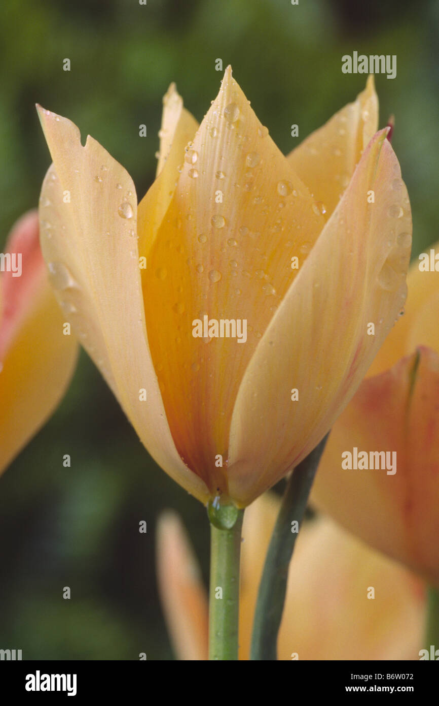 Tulipa linifolia (Groupe Batalinii) 'charme' Bronze (Tulip) divers groupe. Banque D'Images