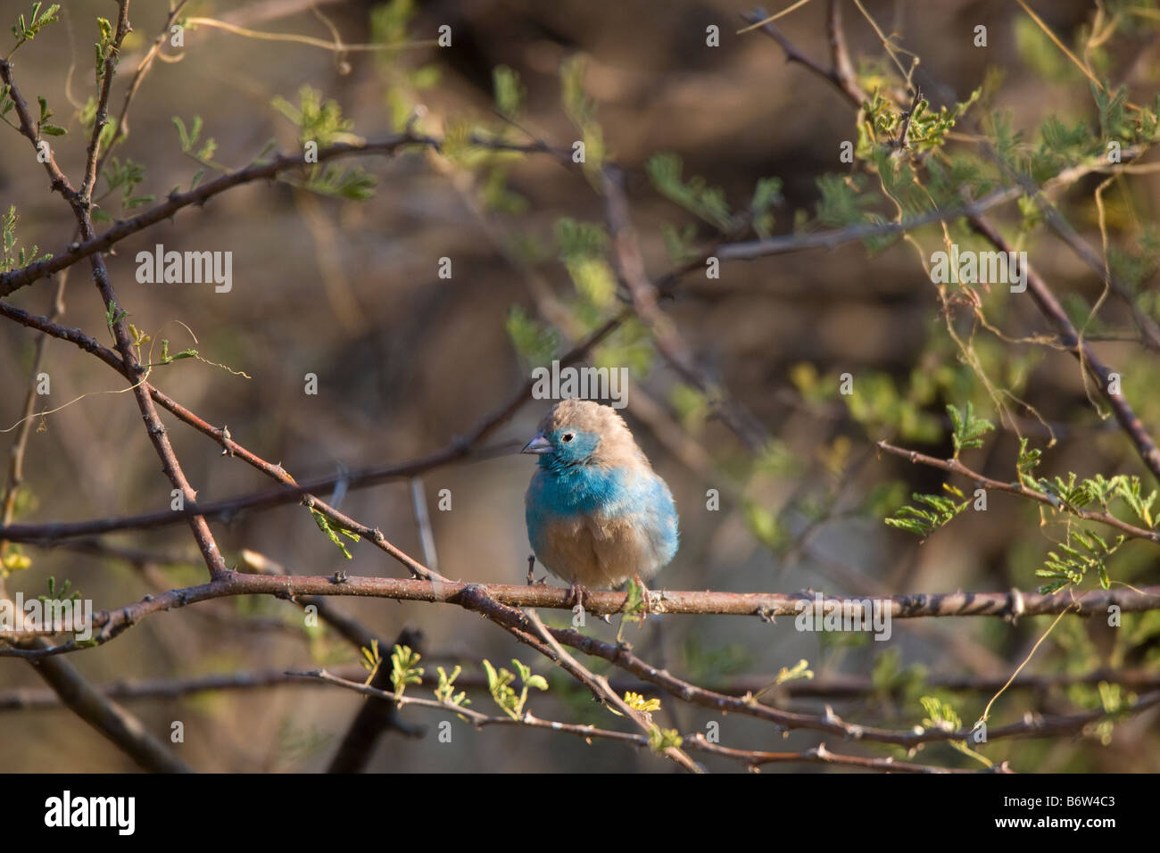 Petit mâle Blue Waxbill se percher dans Bush, Onguma, Namibie Banque D'Images