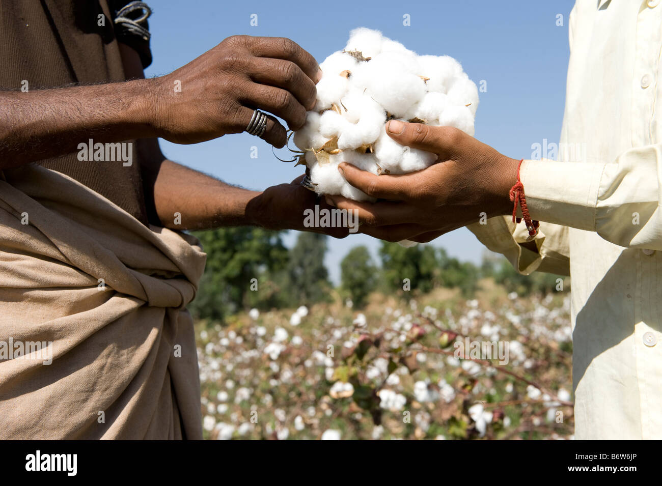 L'Inde M.P. Khargone , fairt rade et la culture du coton biologique Banque D'Images