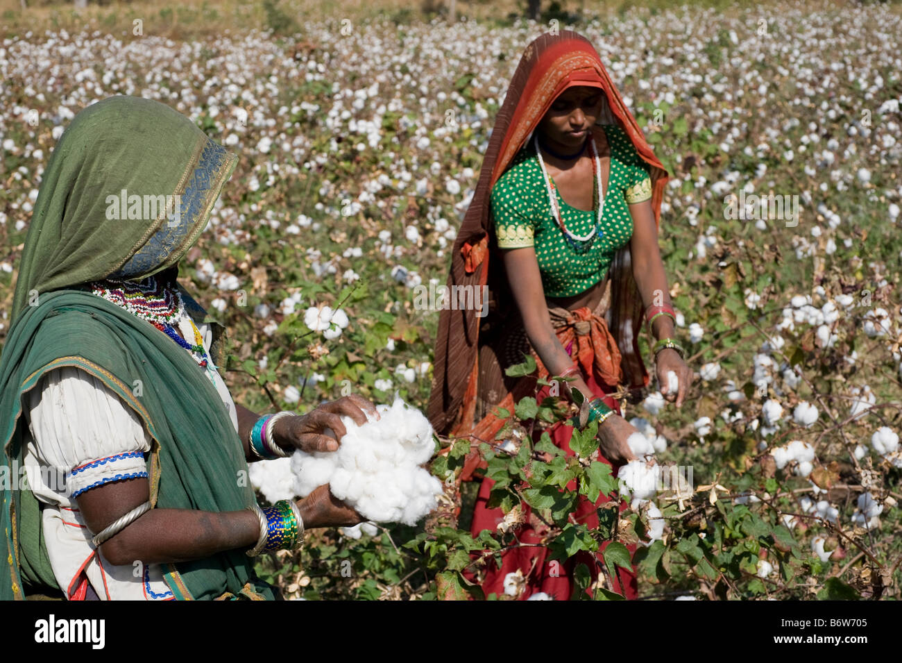 L'Inde M.P. Khargone , le commerce équitable et coton bio , agriculture femmes tribales dans la région de sari pluck coton par part Banque D'Images