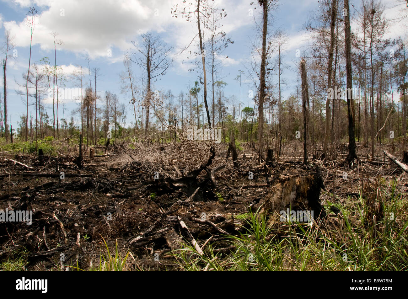 La déforestation illégale en Indonésie Banque D'Images