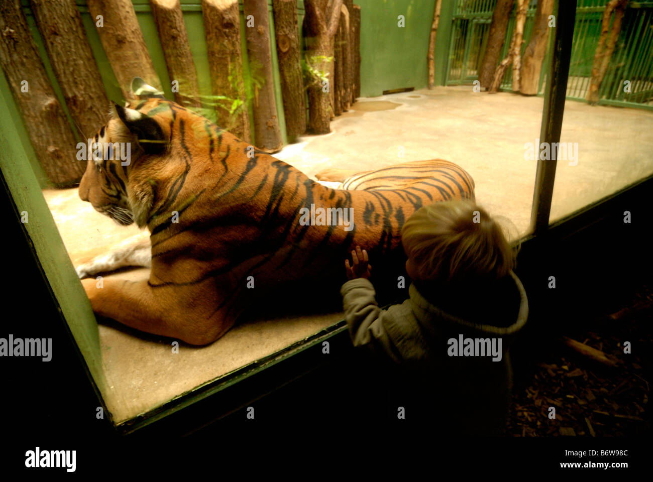 Petit enfant garçon regardant un tigre derrière un mur de verre ZOO Prague Praha République Tchèque Banque D'Images