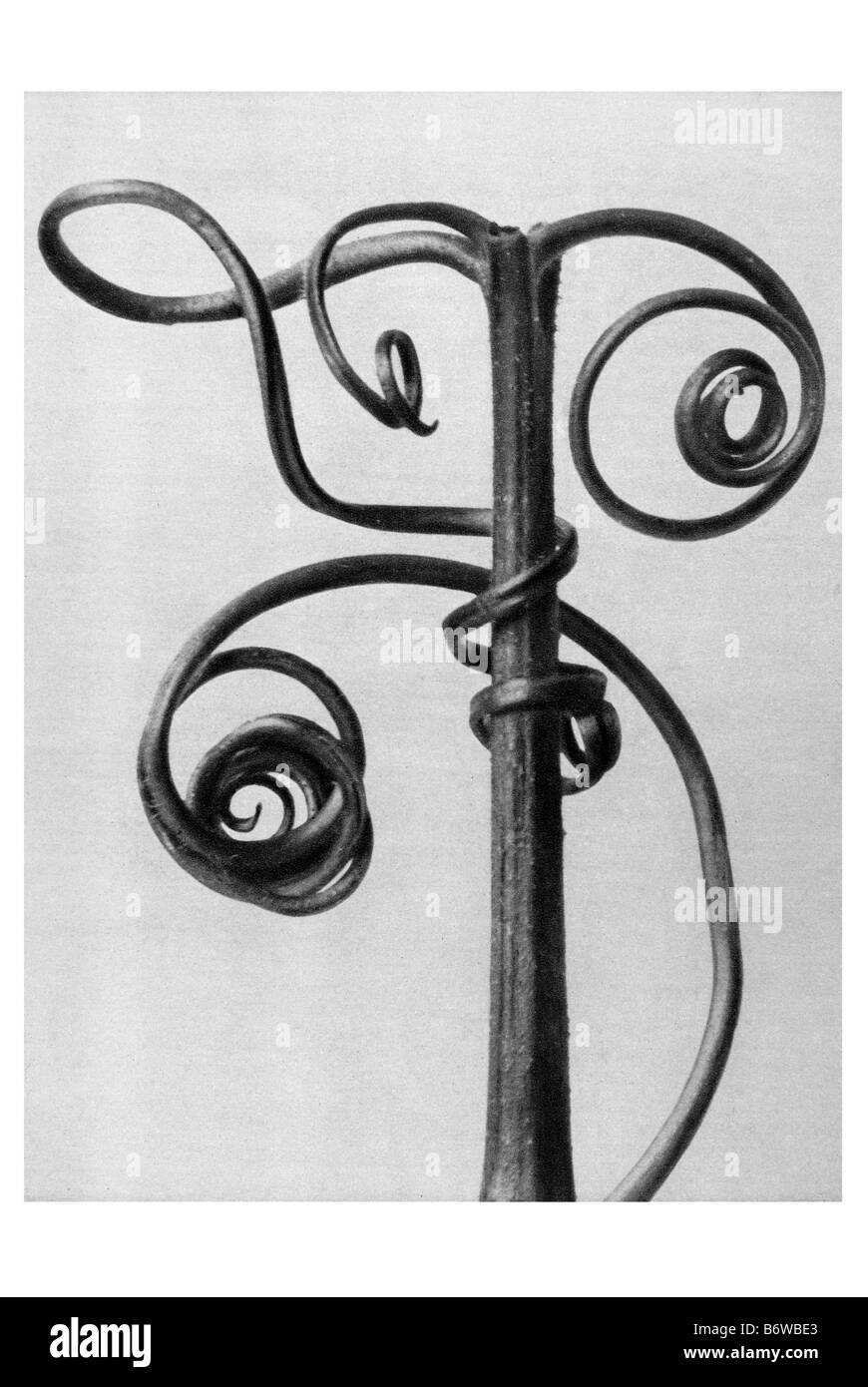 citrouille Banque D'Images