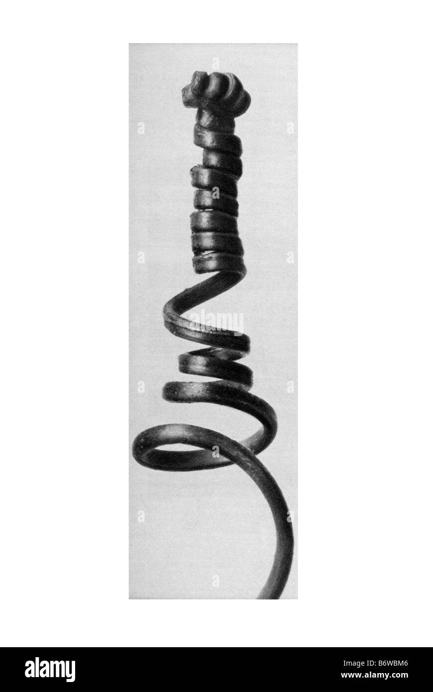 citrouille Banque D'Images