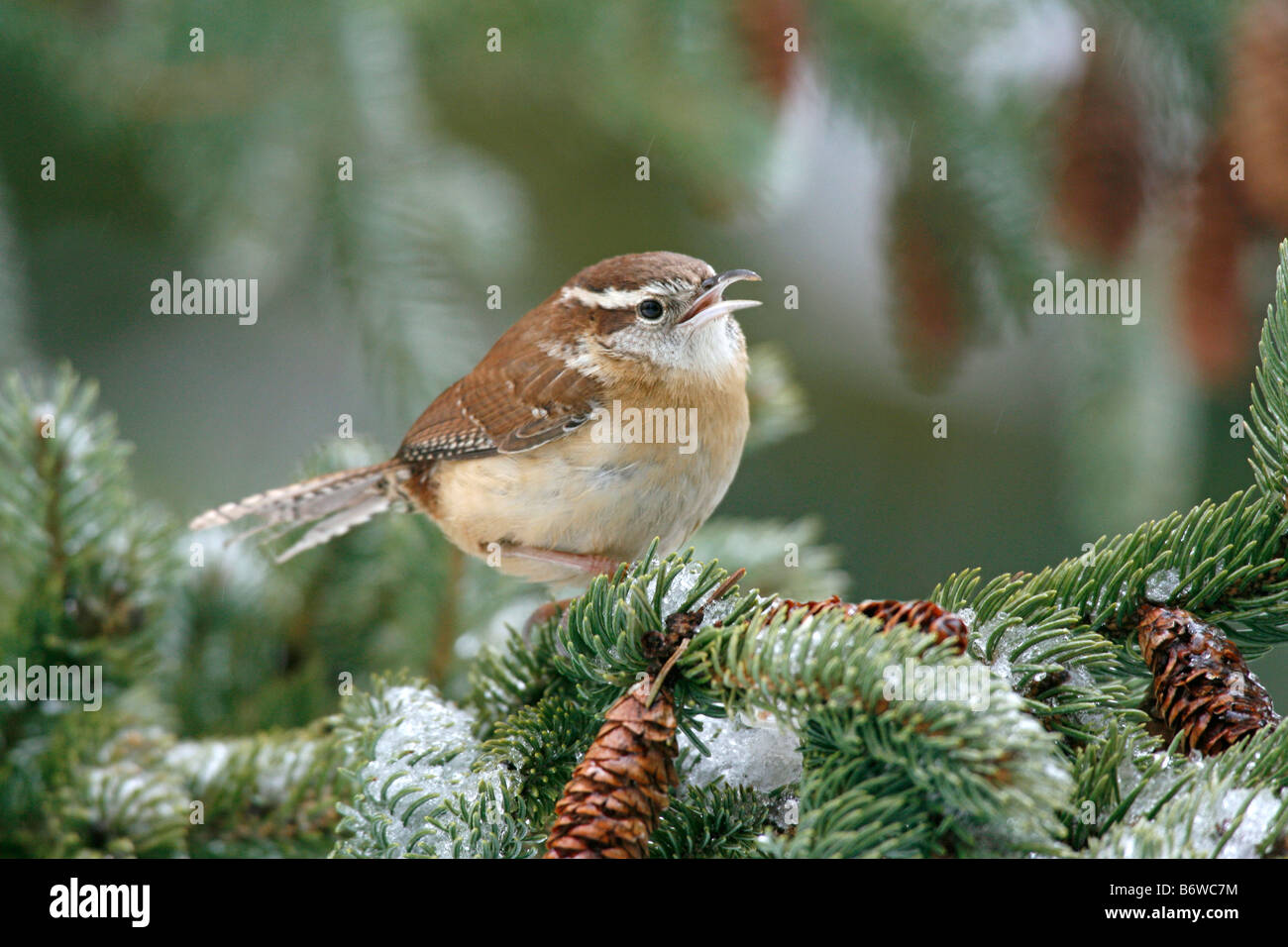 Troglodyte de Caroline perché en Sapin couvert de neige Banque D'Images
