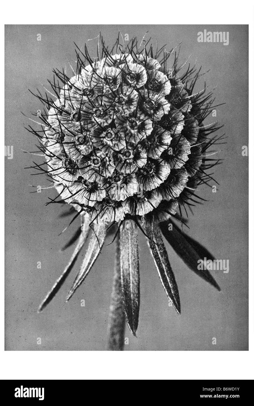 Pincushion flower Banque D'Images