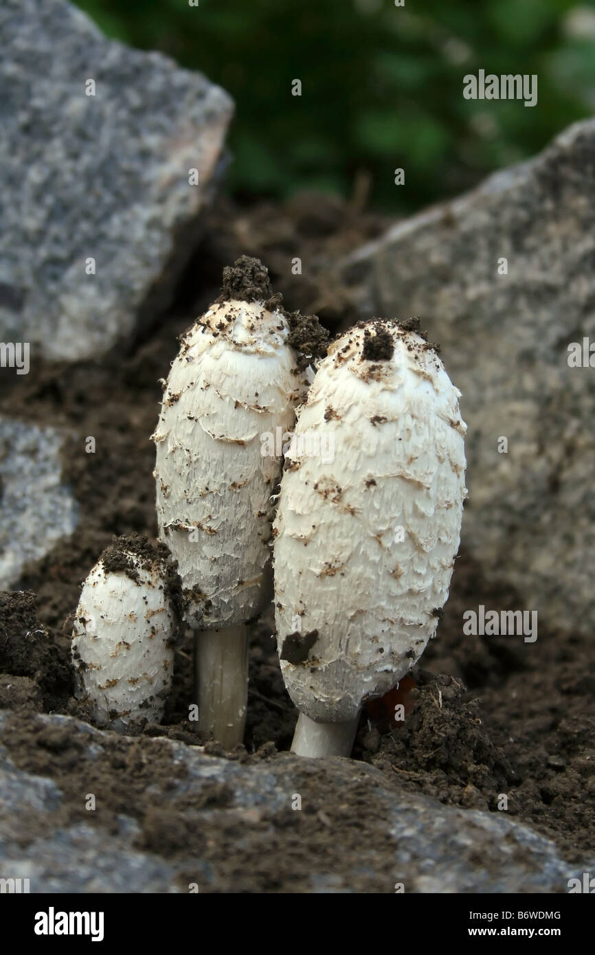 Les champignons inconnus à prendre en mains, il est impossible de champignons dangereux Banque D'Images