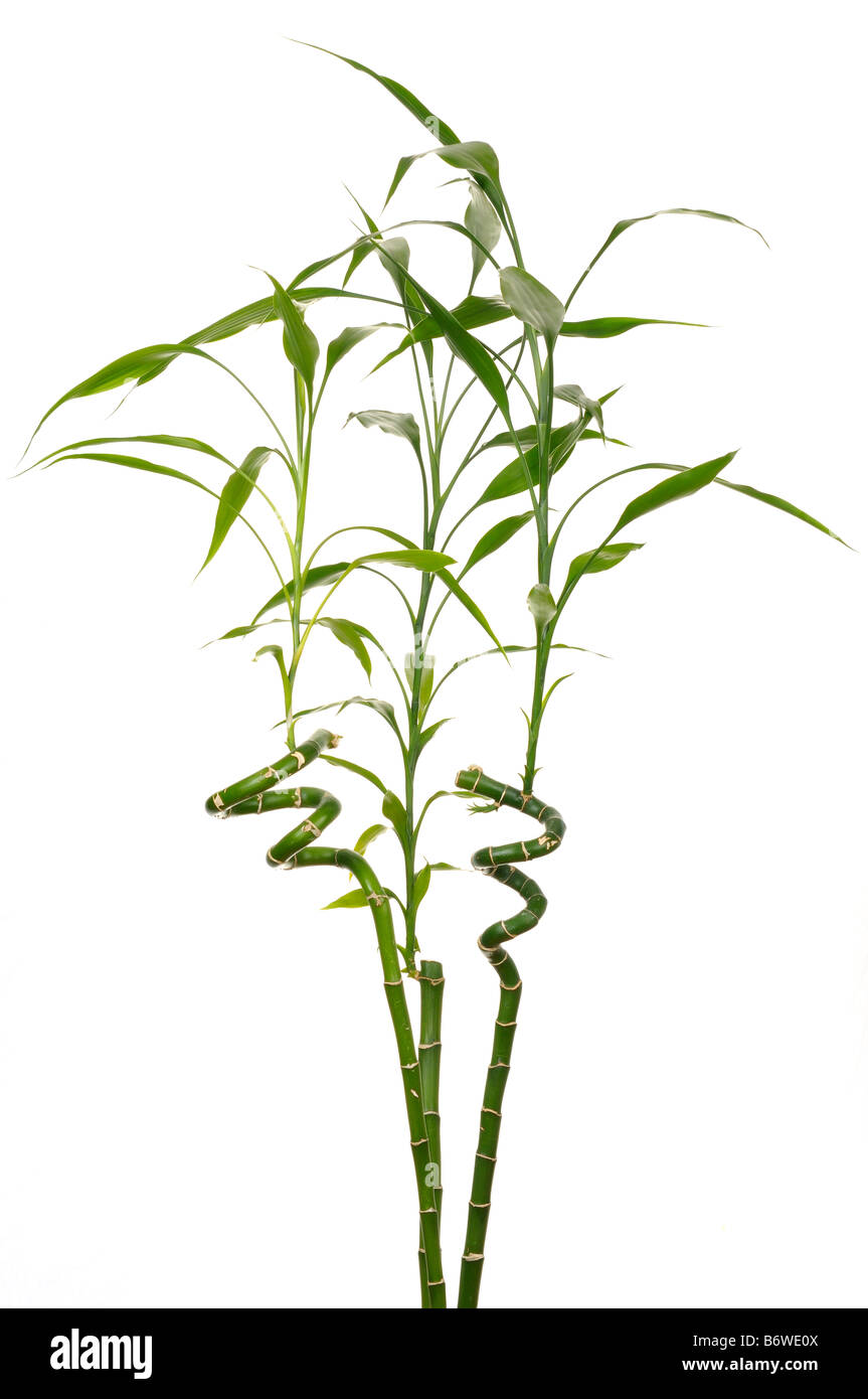 Trois tiges de Lucky Bamboo Dracaena Sanderiana signifie bonheur en Feng Shuei sur fond blanc Banque D'Images