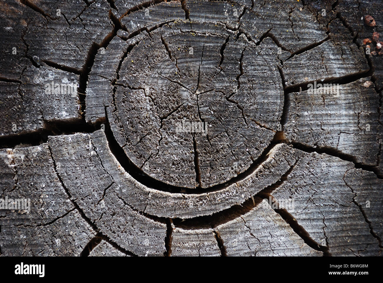 Grain fin d'un vieux journal de bois Banque D'Images
