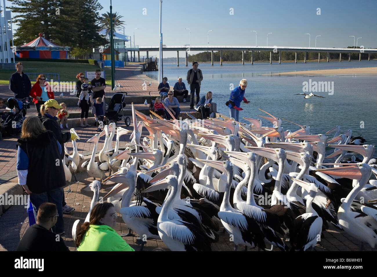 Nourrir les pélicans Pelecanus conspicillatus à l'entrée de Nouvelles Galles du Sud en Australie Banque D'Images