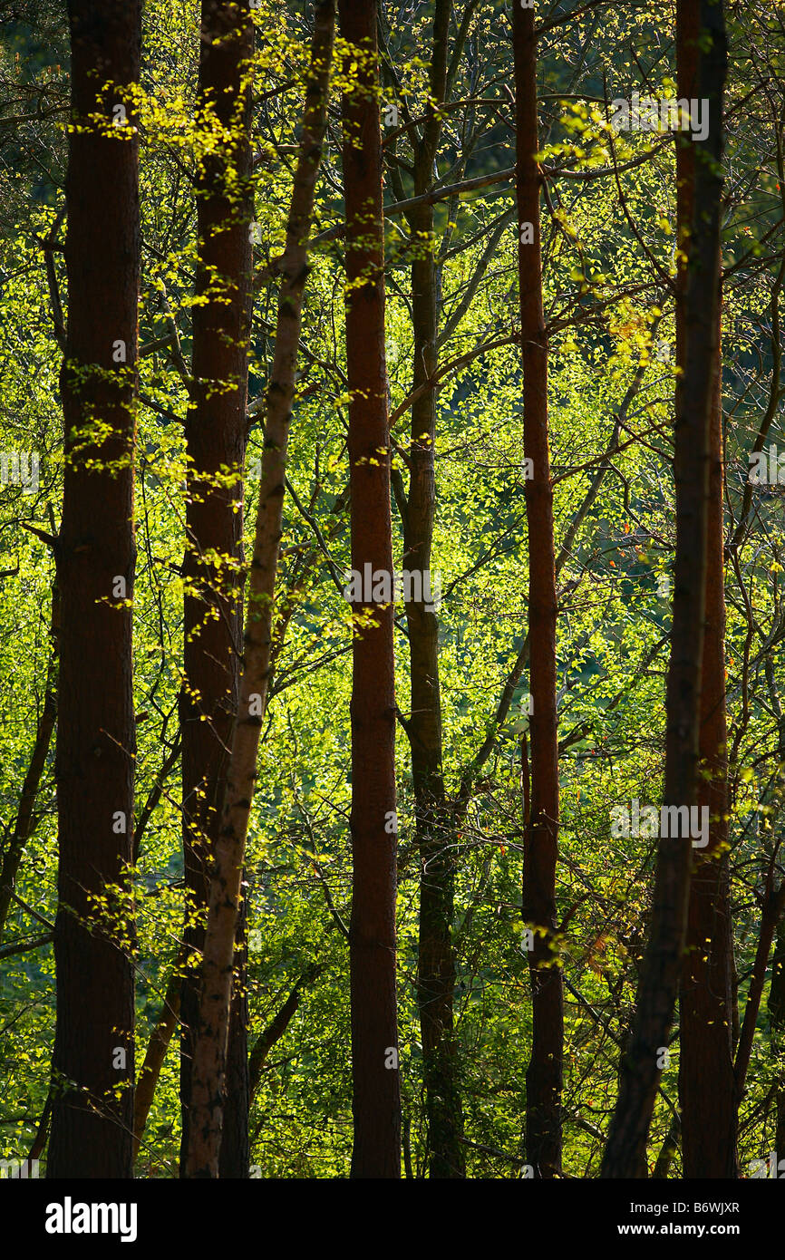 Rangée d'arbres en forêt Banque D'Images