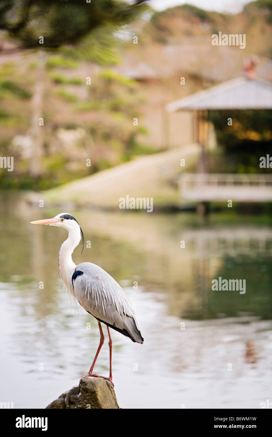 Héron cendré dans le Jardin Korakuen à Okayama Banque D'Images