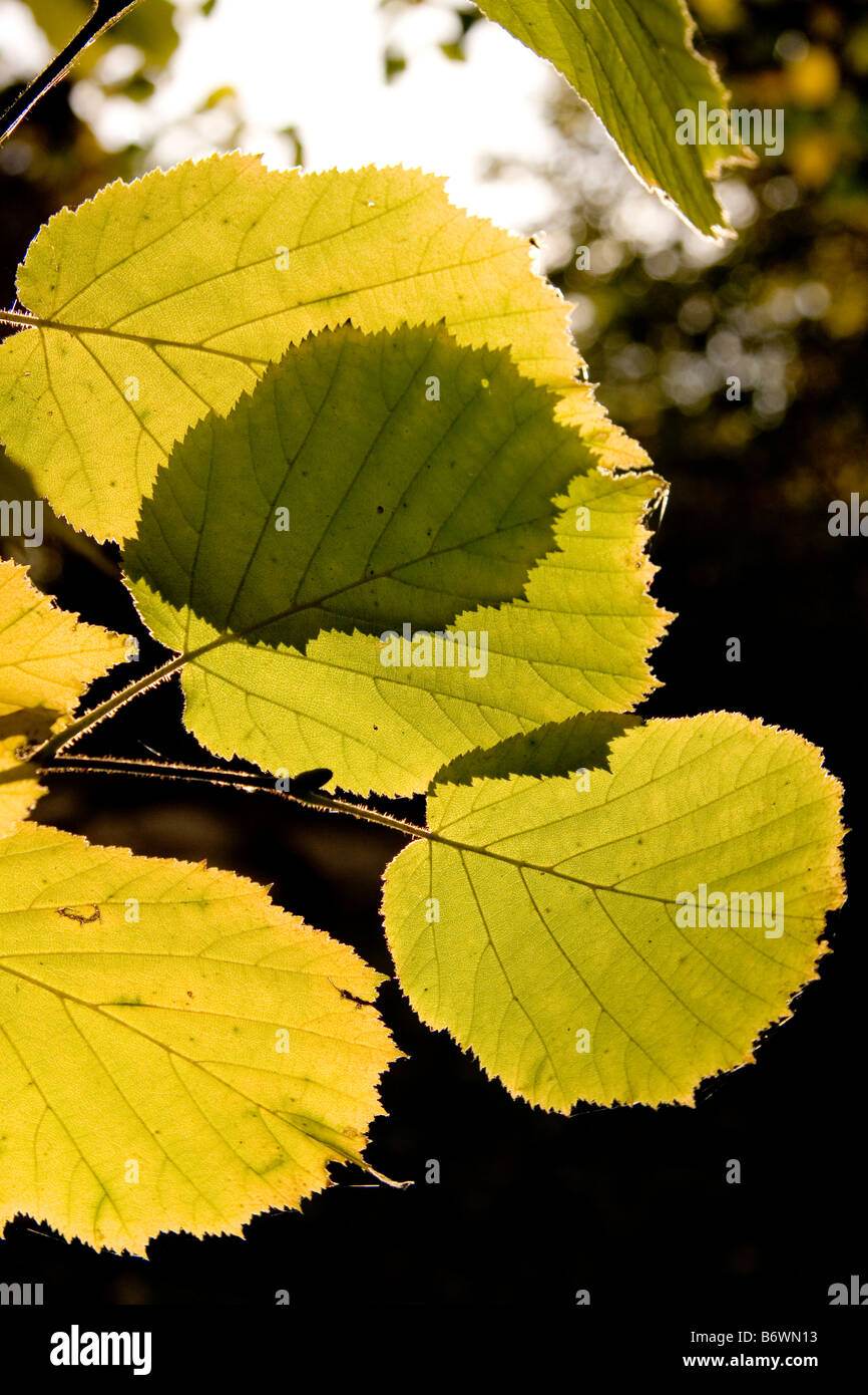 Le noisetier commun Corylus avellana leaf en automne Banque D'Images