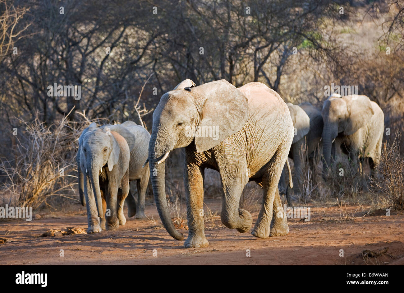 L'Afrique, le Kenya, le lac Turkana, district de Turkana. Le cône volcanique Aptitudes Agituk s'avance dans l'extrémité sud du lac Turkana Banque D'Images