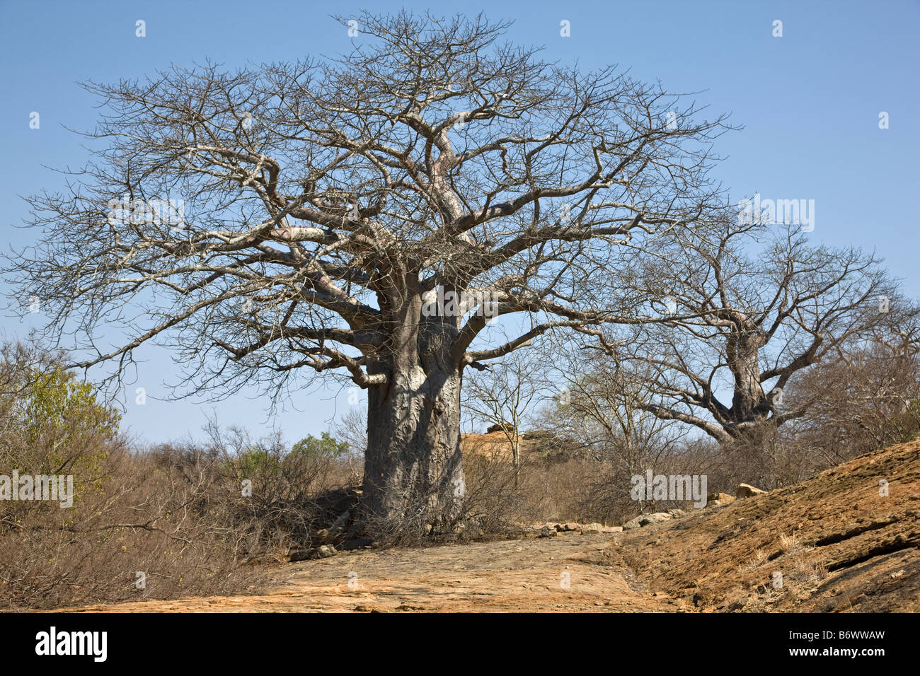 Afrique, Kenya, Sirima, district de Turkana. Un rare douche de pluie avec un arc-en-ciel sur le côté sud-est du lac Turkana Banque D'Images