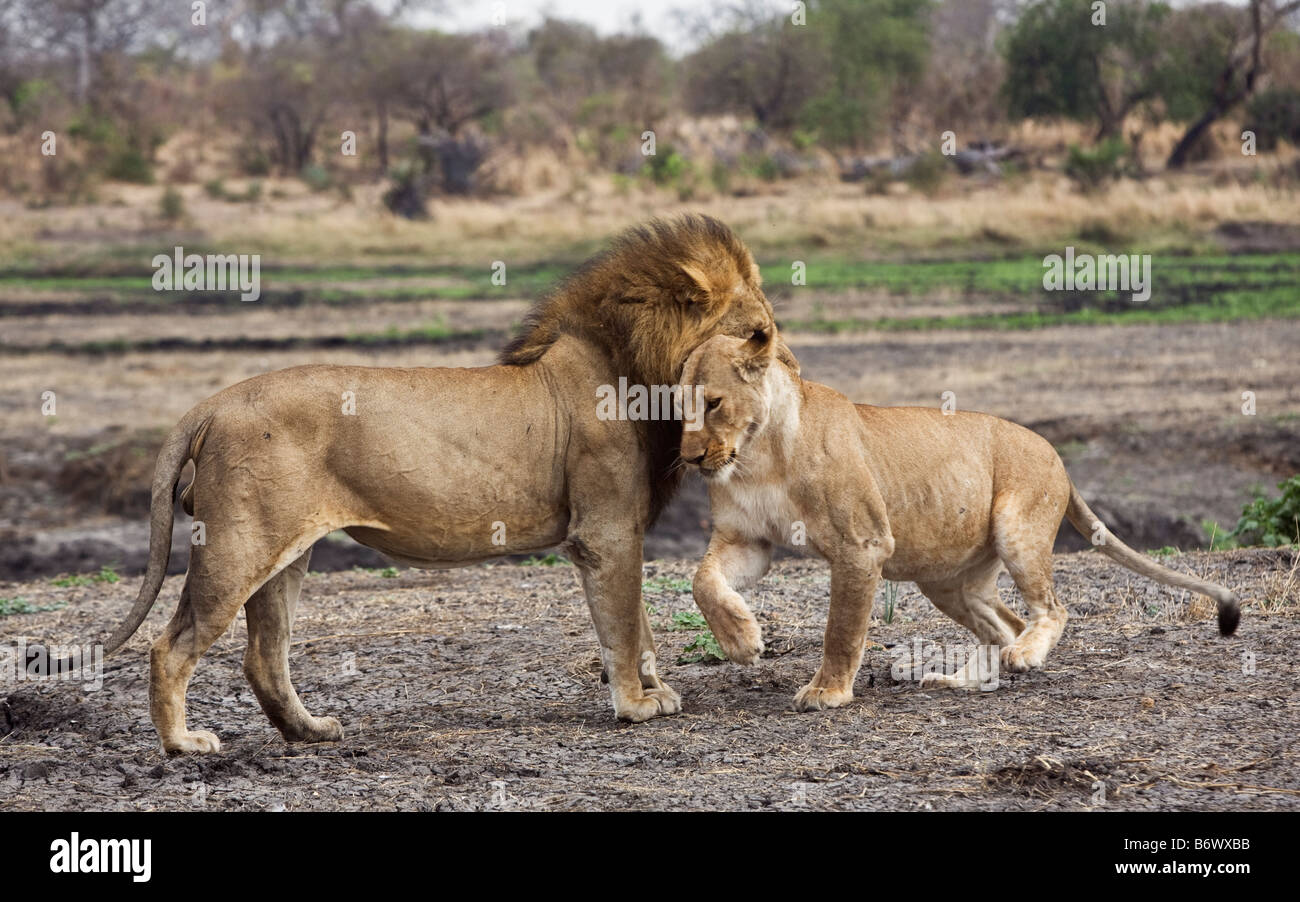 La Tanzanie, le Parc National de Katavi. Une troupe de lions à côté de la rivière Katuma dans le Parc National de Katavi. Banque D'Images