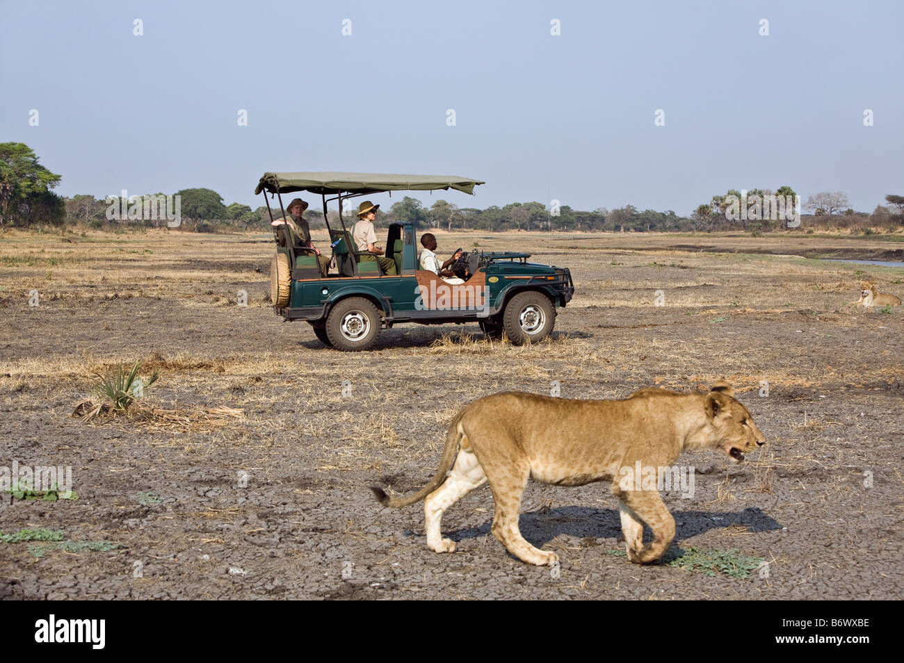 La Tanzanie, le Parc National de Katavi. Un lion et lionne saluent dans le Parc National de Katavi. Banque D'Images