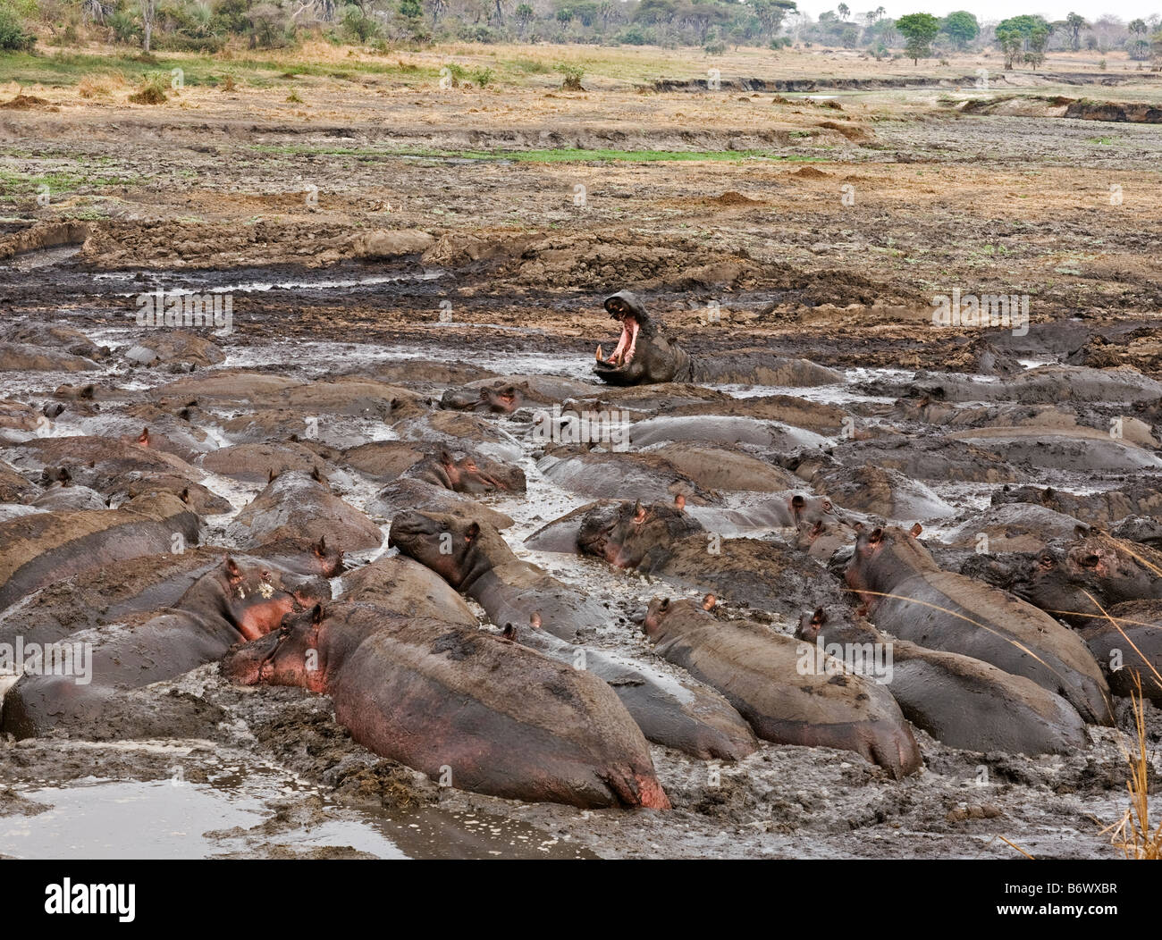 La Tanzanie, le Parc National de Katavi. Les touristes regarder une troupe de lions à partir d'un véhicule de safari dans le Parc National de Katavi. Banque D'Images