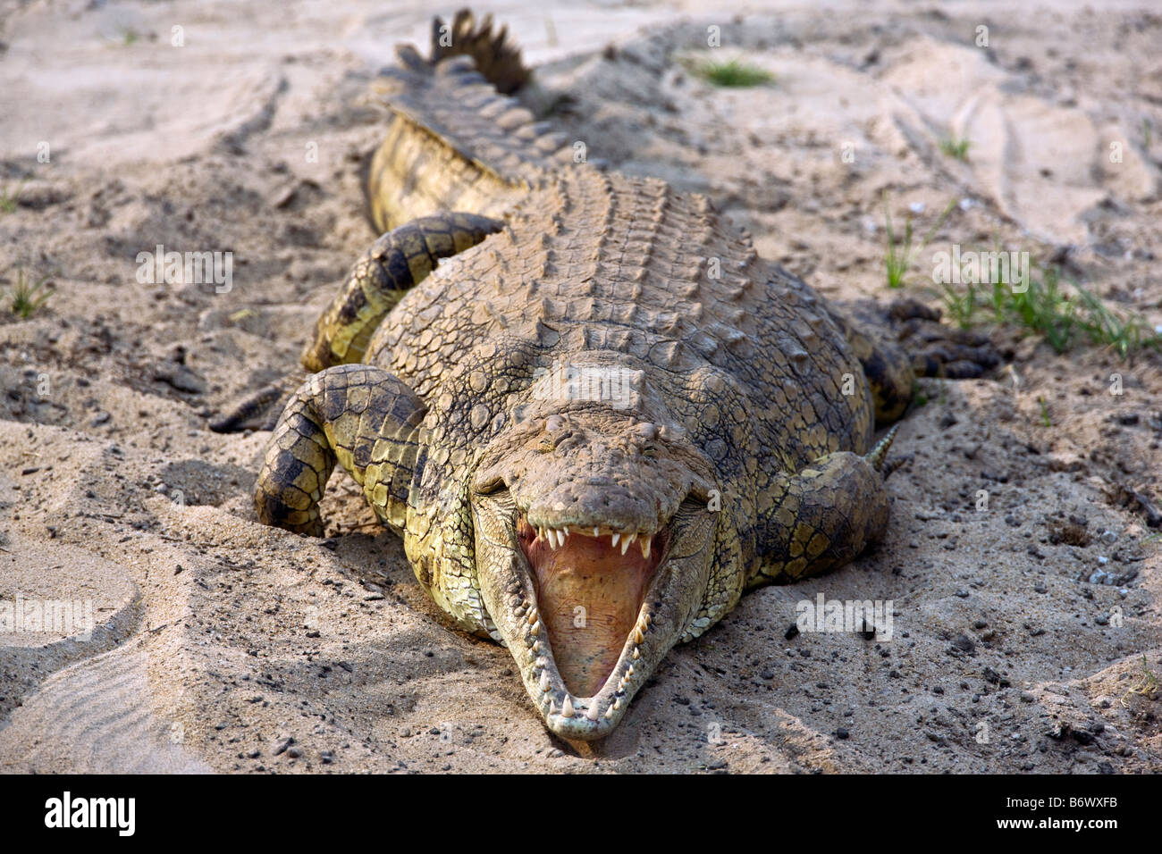 La Tanzanie, le Parc National de Katavi. Grands crocodiles du Nil se prélasser au soleil sur les rives de la rivière Katuma. Banque D'Images