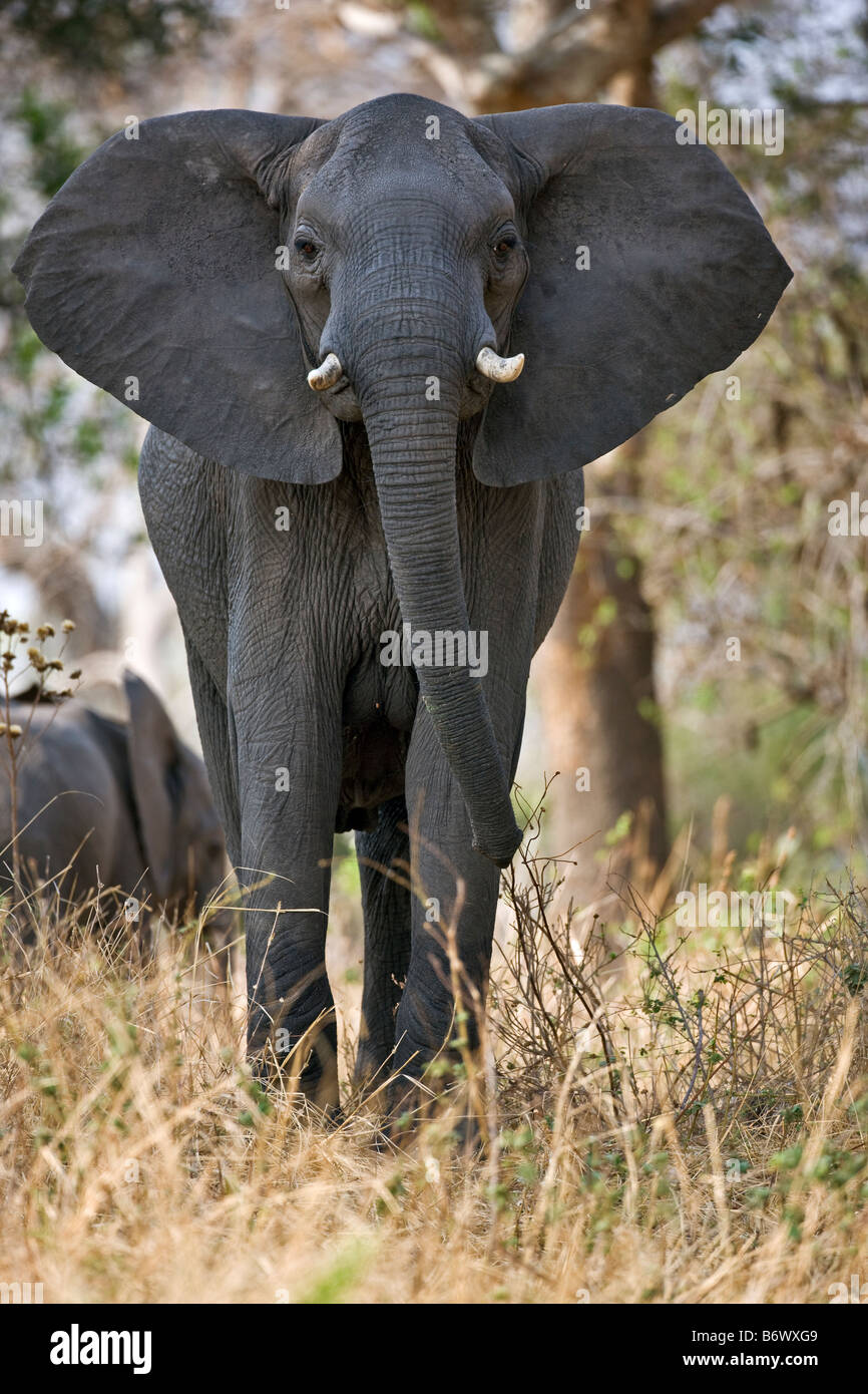 La Tanzanie, le Parc National de Katavi. Un éléphant dans la boue durcie à partir de la rivière Katuma. Banque D'Images