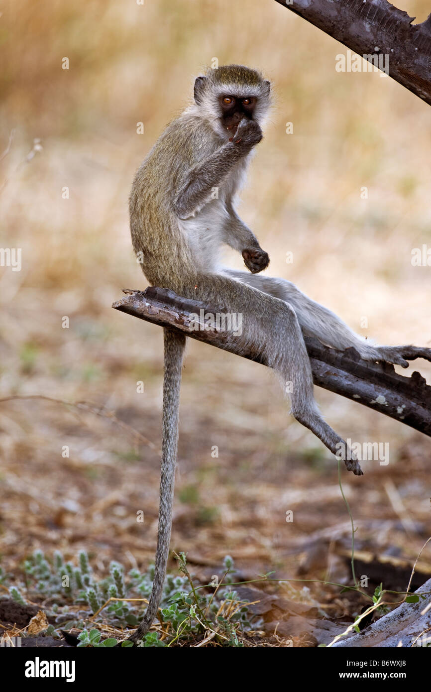 La Tanzanie, le Parc National de Katavi. Un singe dans le Parc National de Katavi. Banque D'Images