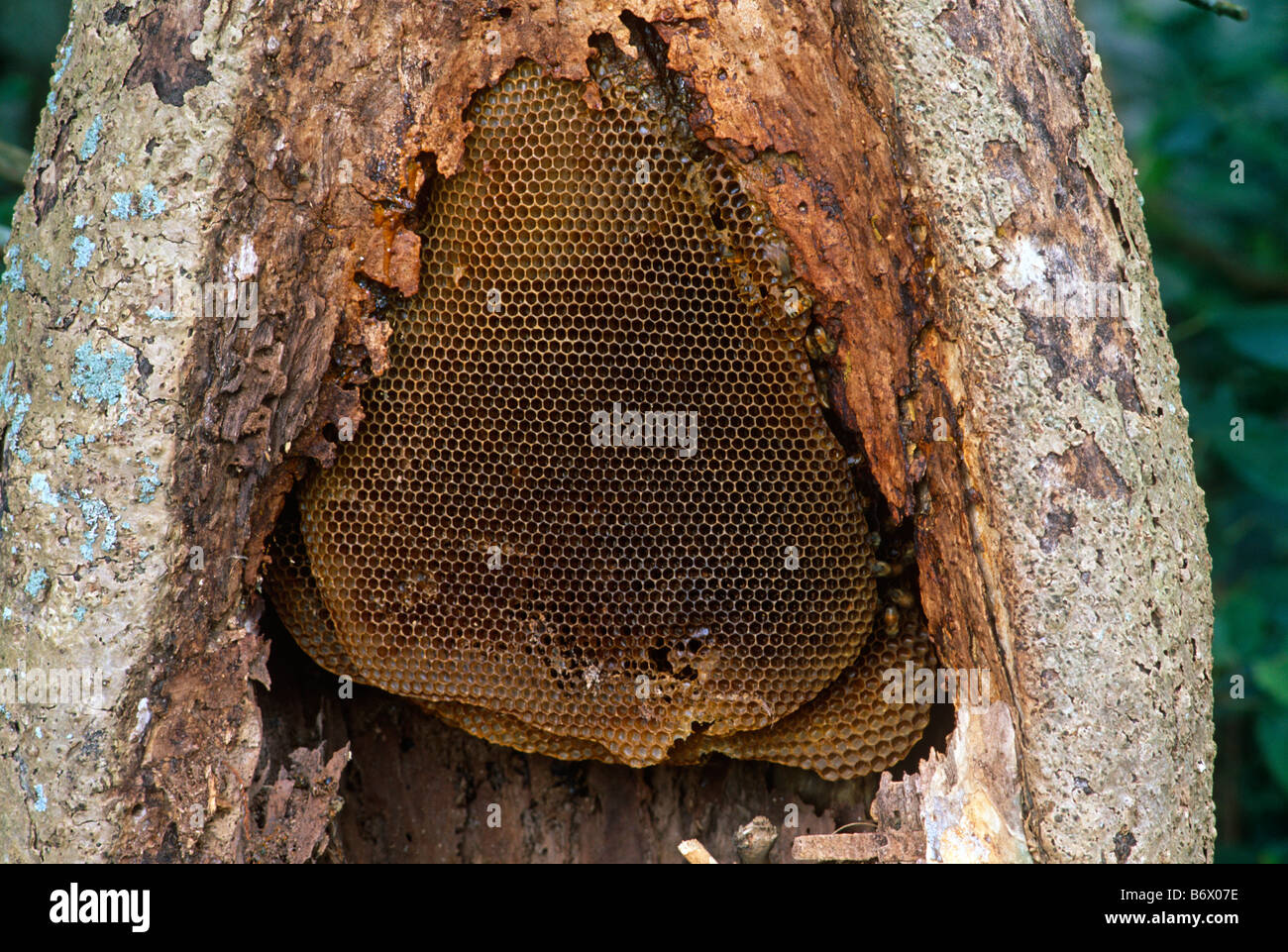 Colonie d'abeilles sauvages, Te Kauwhata, Nouvelle-Zélande Banque D'Images