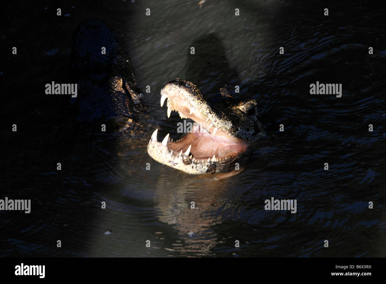 Pantanal caiman Caiman crocodilus yacare Ranch San Francisco Miranda Mato Grosso do Sul, Brésil Banque D'Images