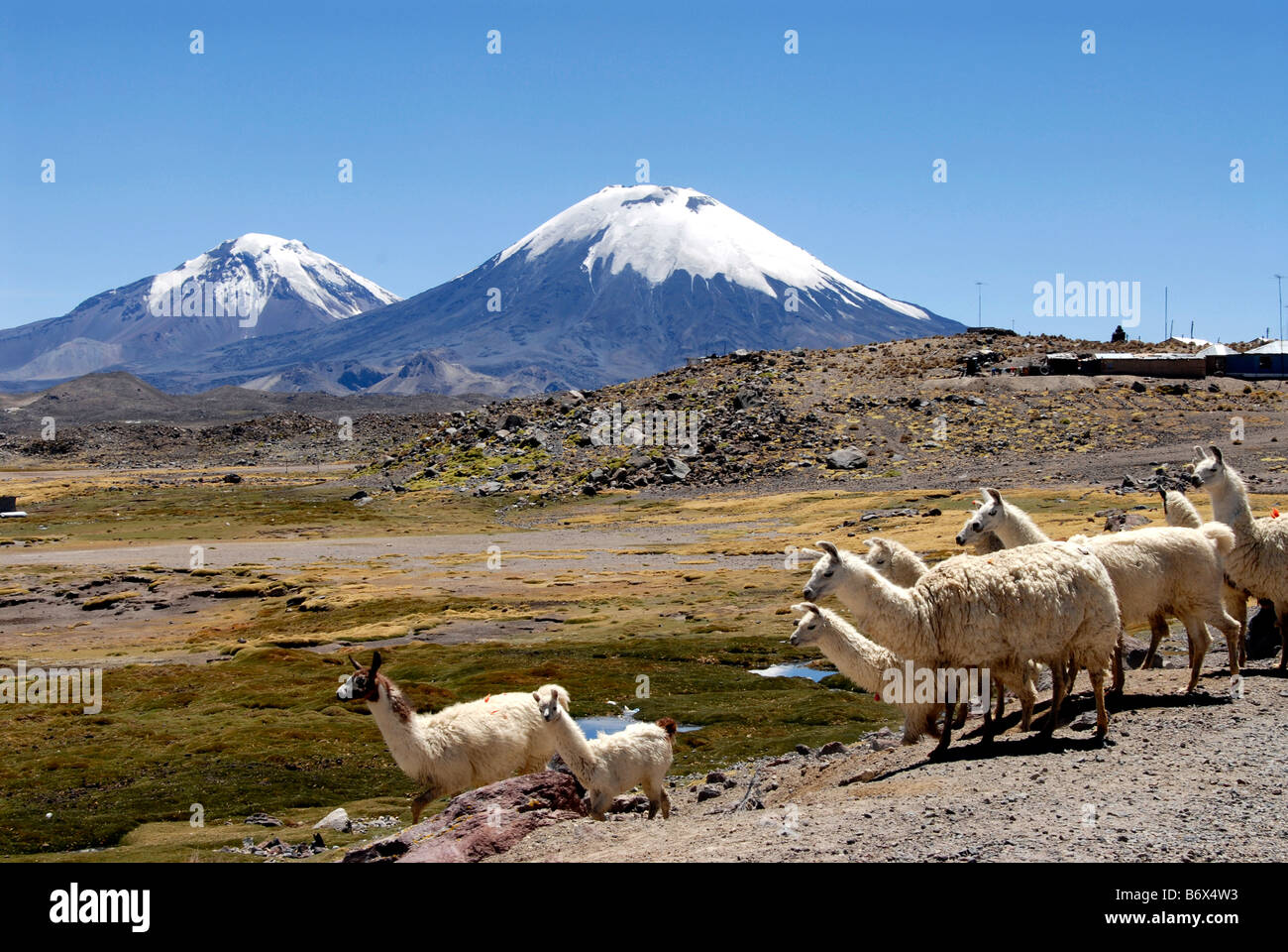 Lamas, Pomerade et volcans Parinacota, parc de Lauca, Chili Banque D'Images
