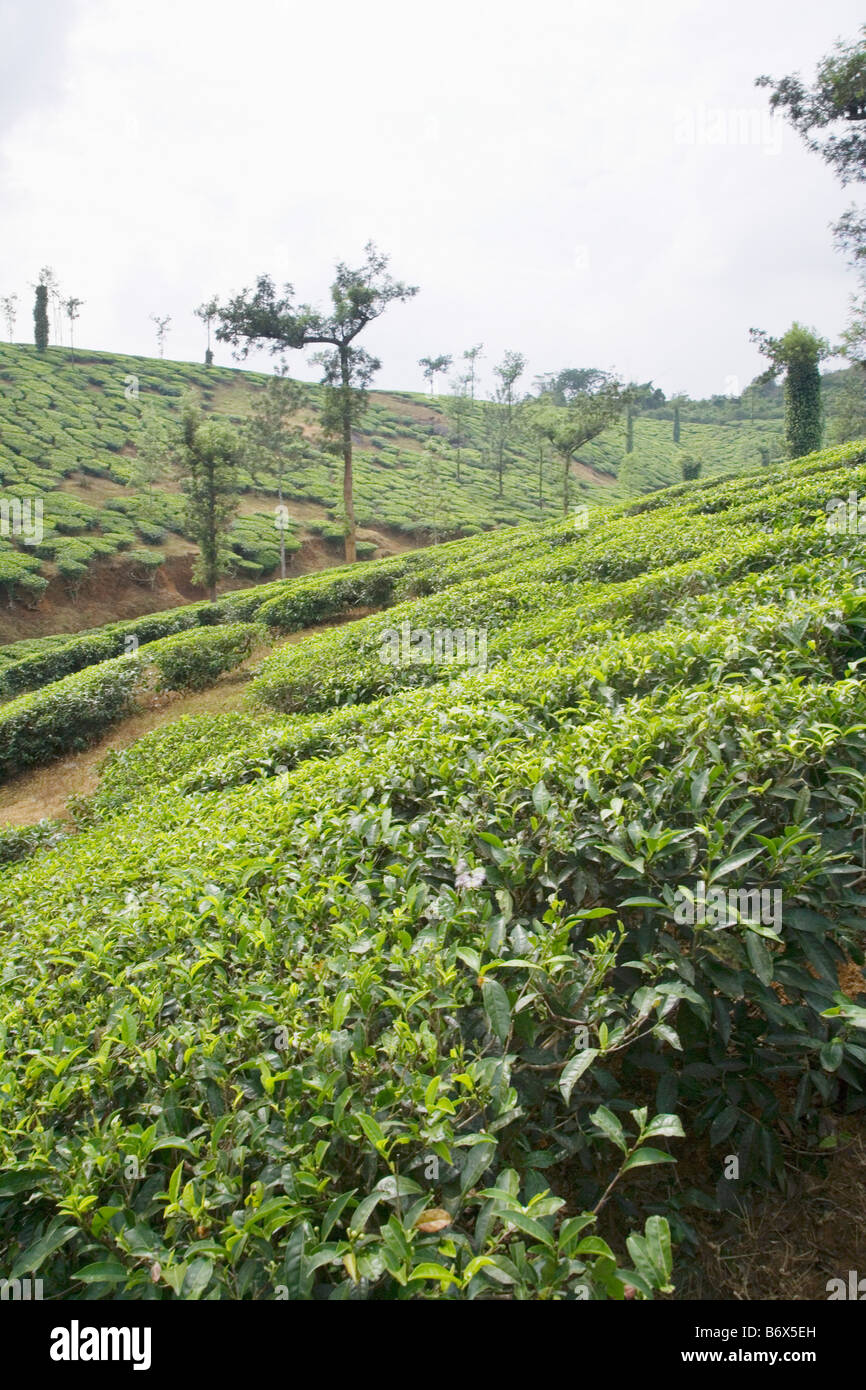 Les arbres dans un jardin de thé, Mysore, Karnataka, Inde Banque D'Images