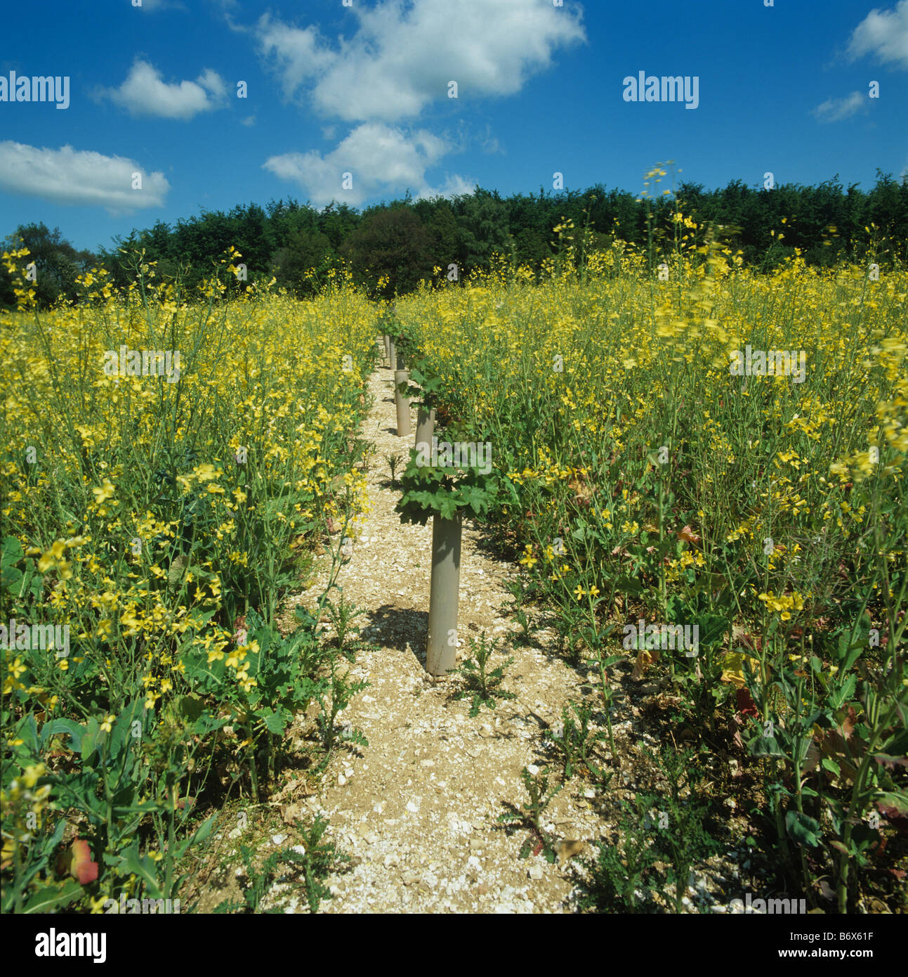 Norway maple Acer sp jeune arbre protégé par un tube en plastique avec de plus en plus entre les rangées de kale Banque D'Images