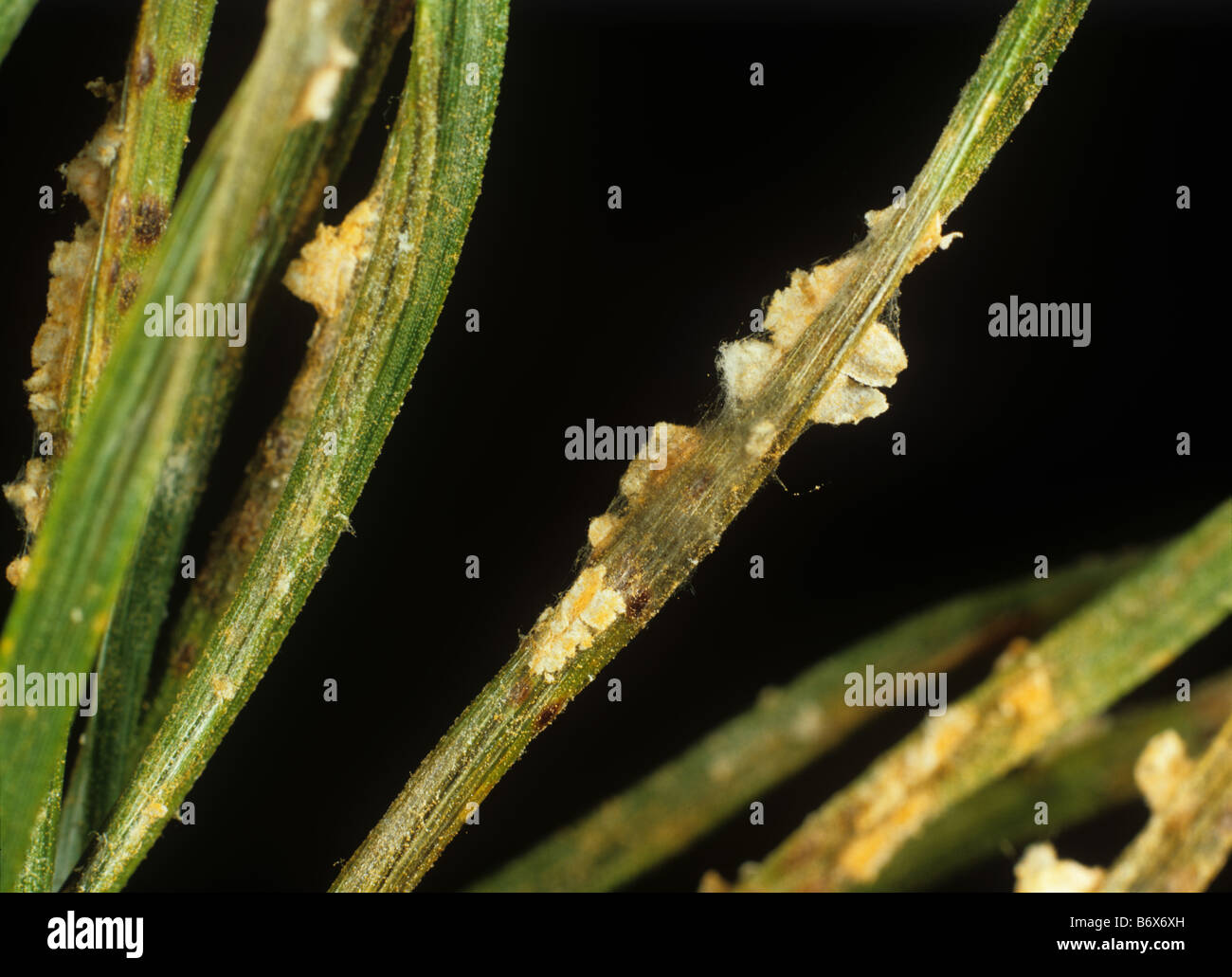 Coleosporium tussilaginis rouille aiguille pustules sur les aiguilles de pin Banque D'Images