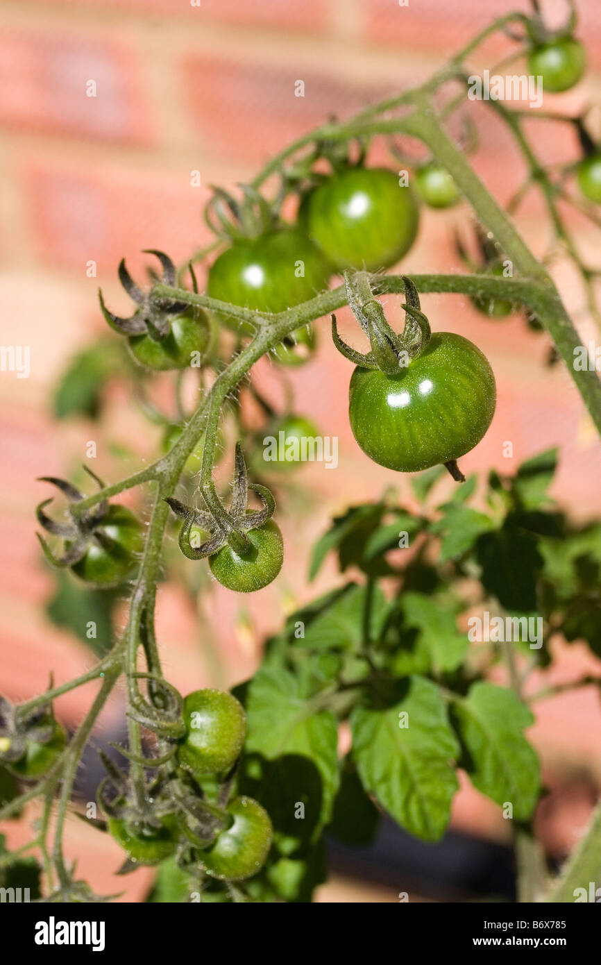 Les tomates cerise vertes sur la vigne Banque D'Images