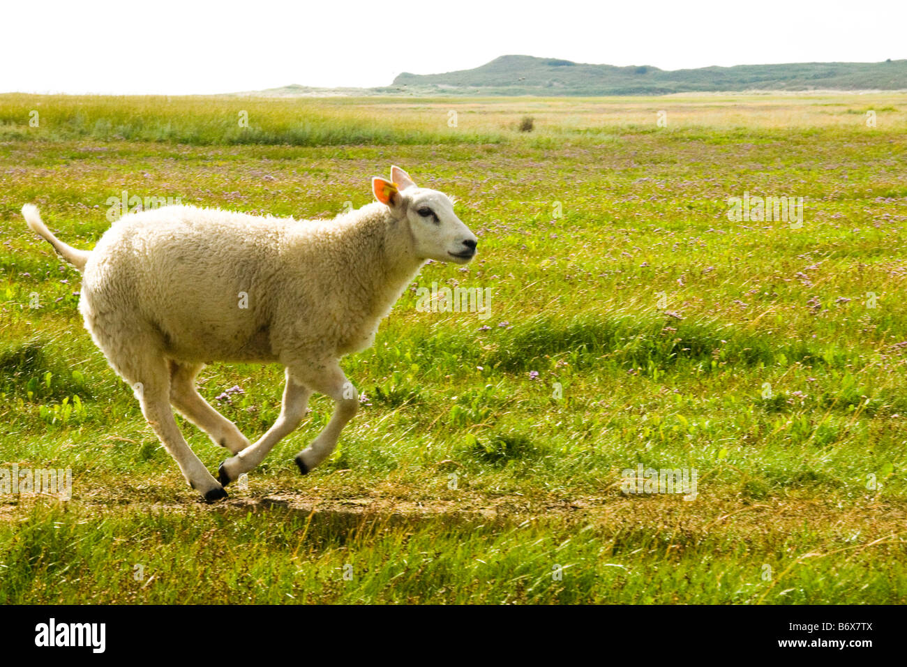 Moutons Texel qui traverse un paysage ouvert Banque D'Images