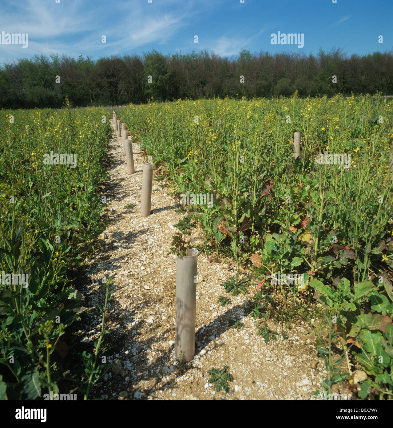Les jeunes arbres de l'érable de Norvège avec jeu de kale robe grop entre lignes à supprimer les mauvaises herbes Banque D'Images
